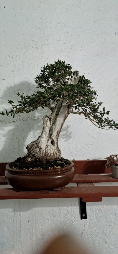 Acebuche base patata