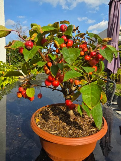 Zierapfel