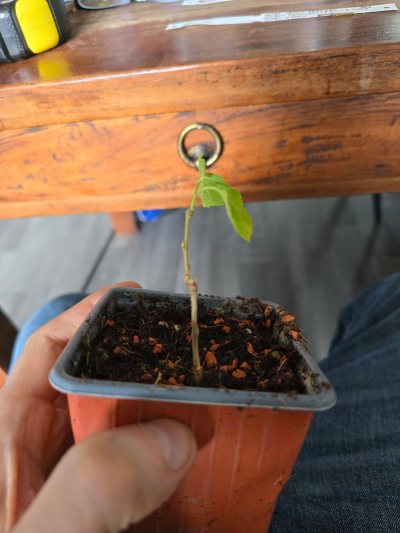 Apfel selbst gezogen 002