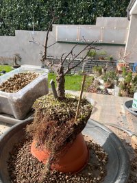 Omplantning - 07.03.2026 - Photo 1/4