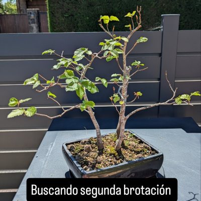 Haya común