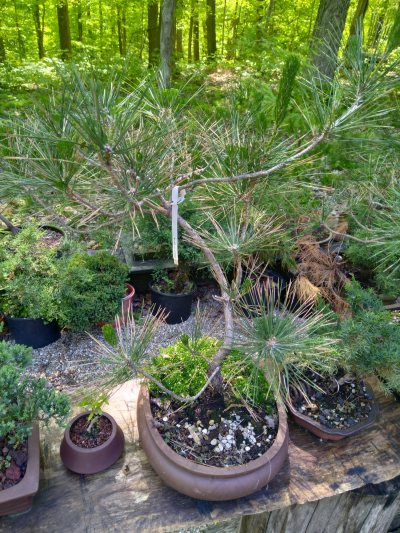 Japanese black pine, Ondai graft
