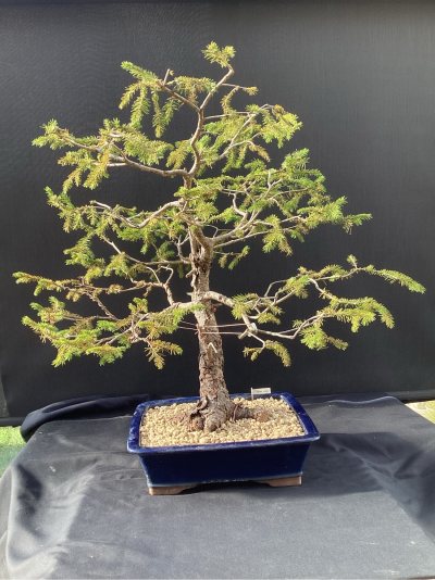 Picea Vosge