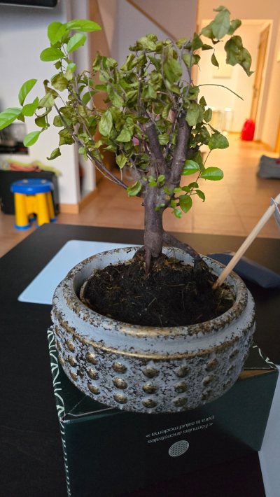 Bonsai jubilacion
