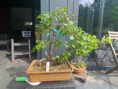 Prunus Sainte-Lucie