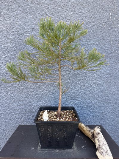 Redwood