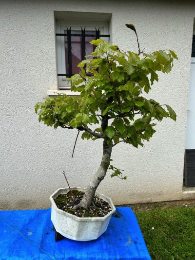 Hêtre françois