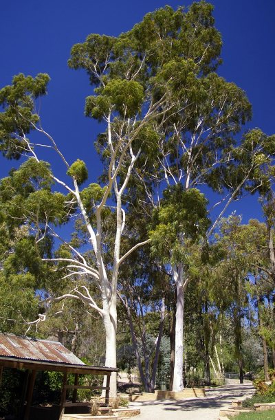 Zitronen Eukalyptus