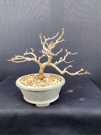 Premna japonica