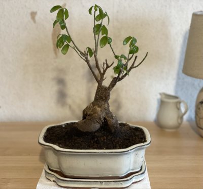 Bonsai Fáni