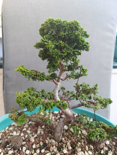 Sekka Hinoki