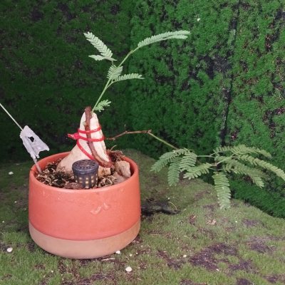 Прозопис белый 🌳ПБе01