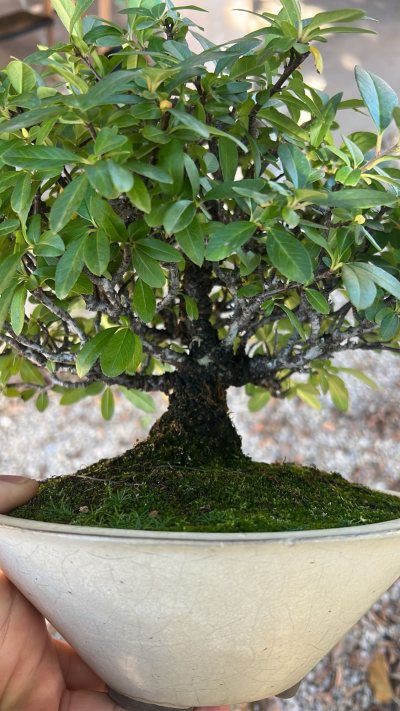 Pyracantha Japonesa
