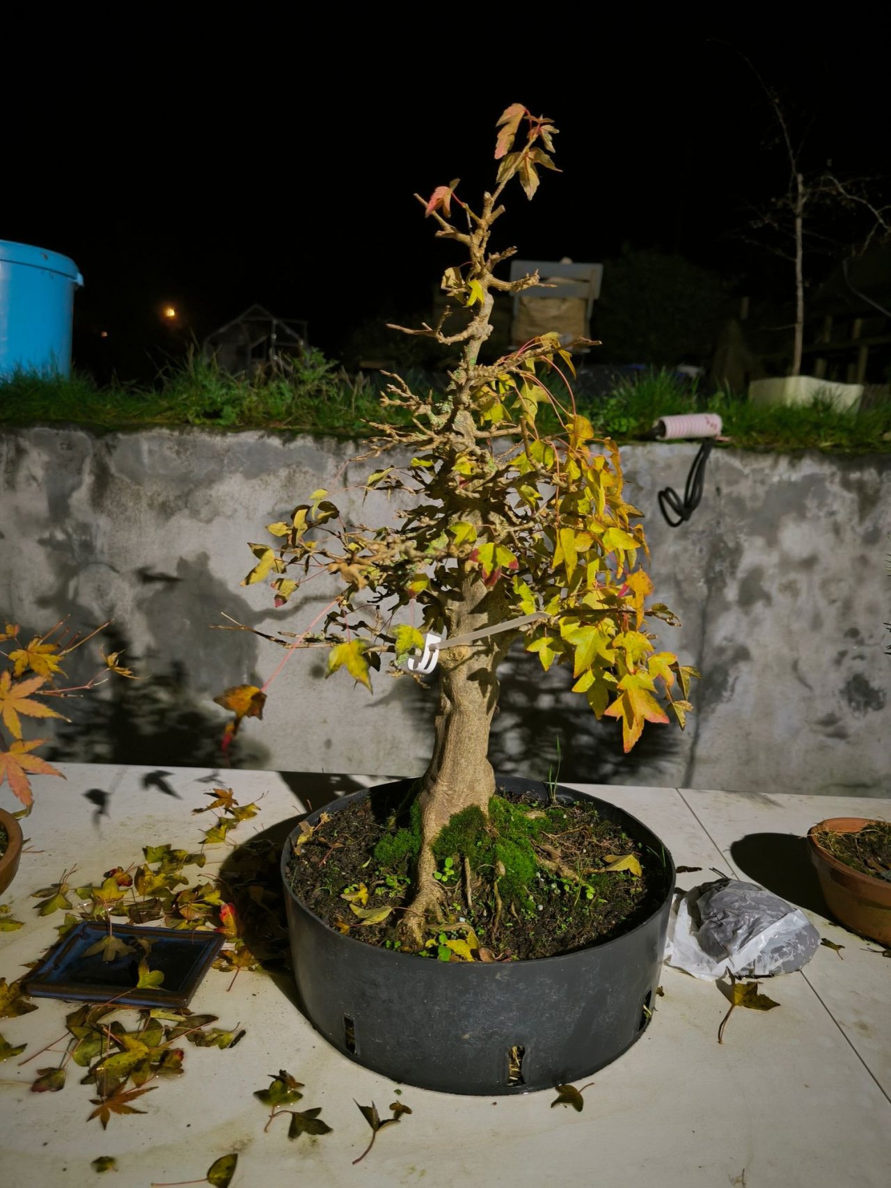 Photo 5