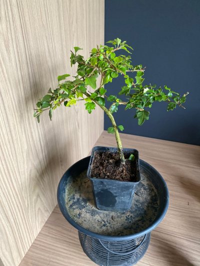 Premna