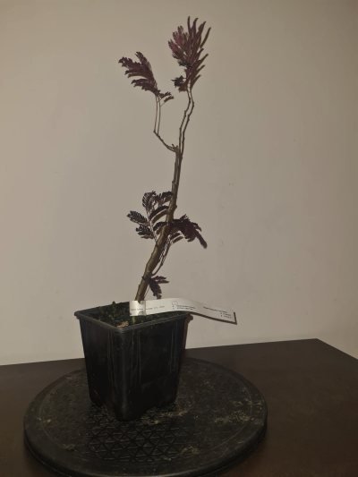 Albizia chocolat