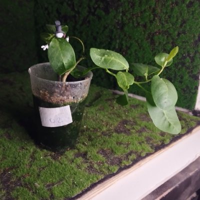 Каперсы колючие 🌳 Кап02 ~○△