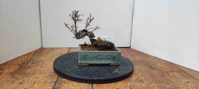 Caragana