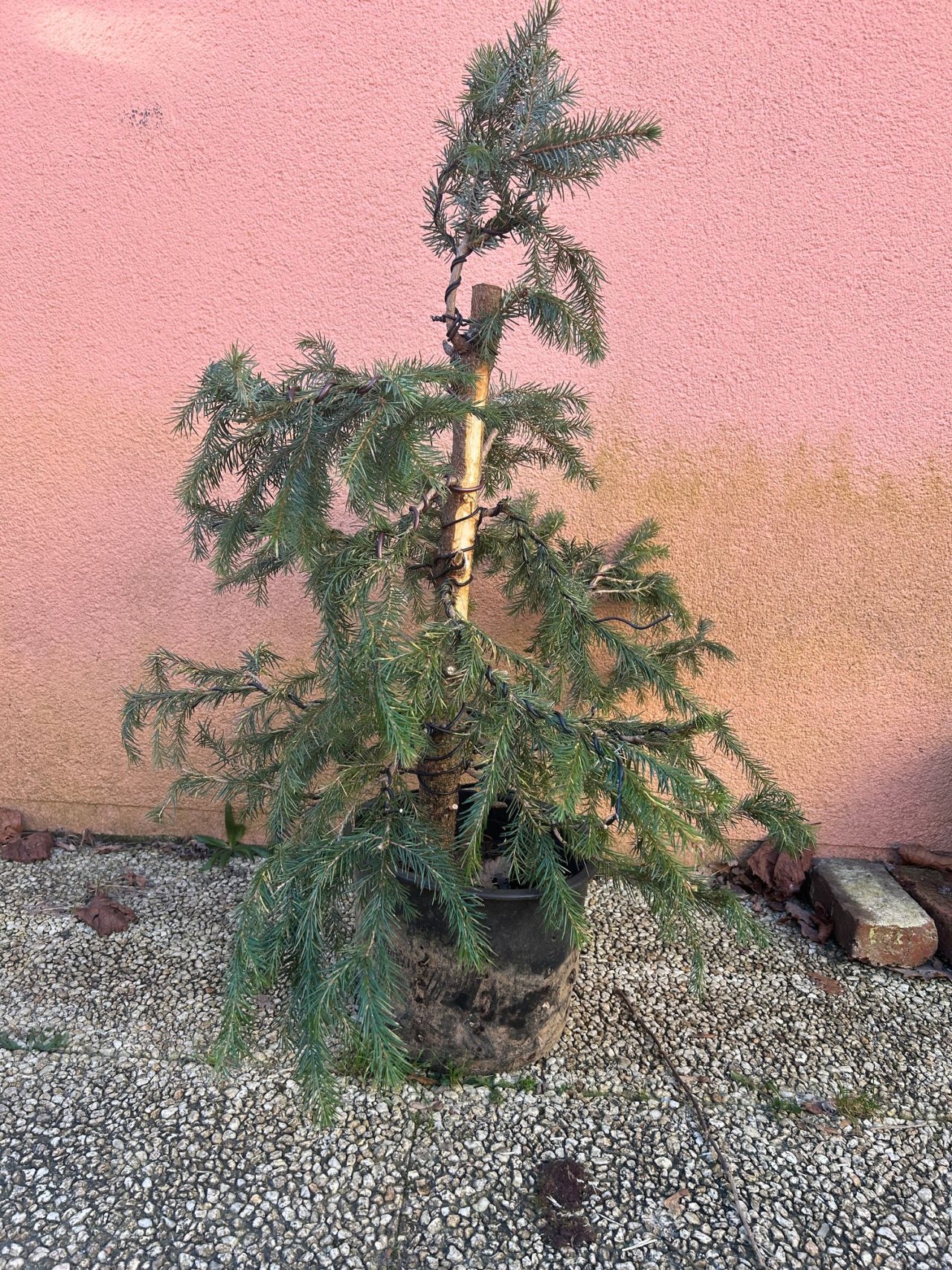 Photo 5