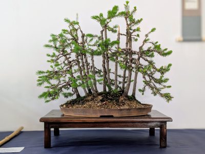 Forêt d'épicéas