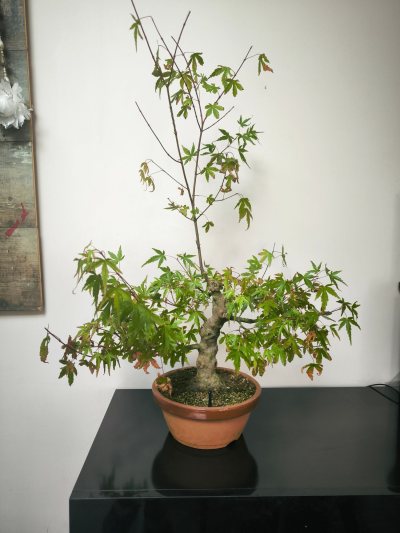 Acer Patmatum type #1