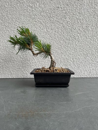 Pinupavi