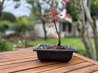 Acer palmatum Leclerc (greffé)