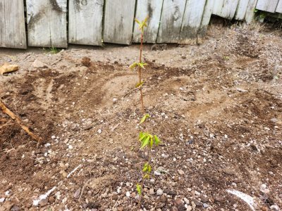 Trident Maple 008