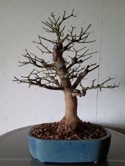 Euonymus