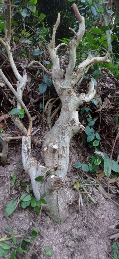 Duối