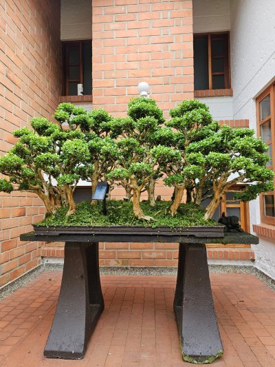 Bosque Buxus 2