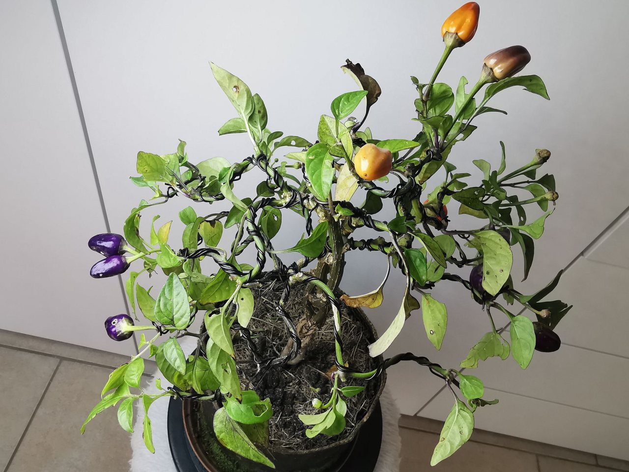 Photo 18