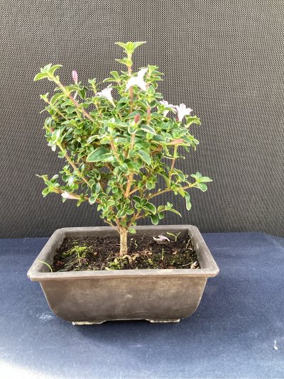 Serissa