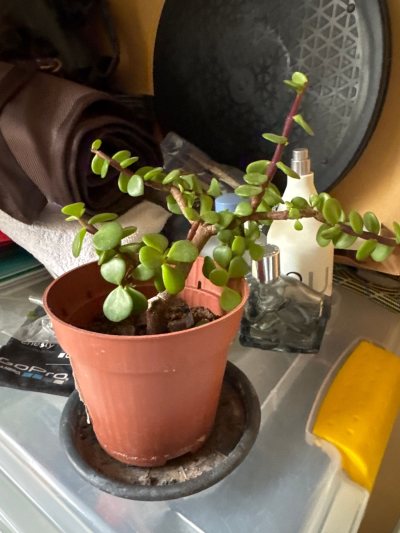 Portulagaria afra