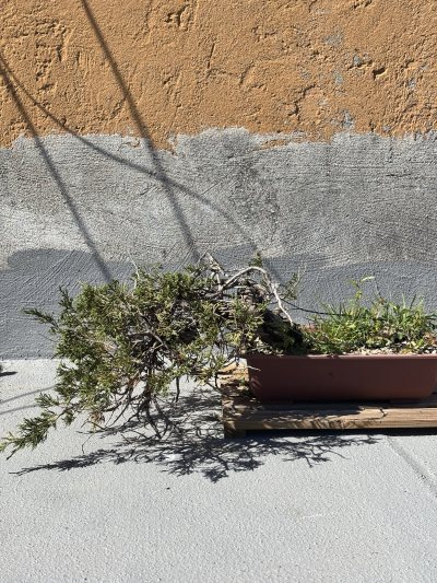 Juniperus Sabina