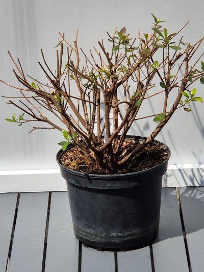14. Azalea (Rhododendron) Nevele
