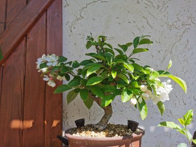 Pommier 1