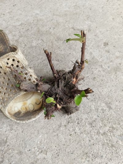 Si búp hồng mini pp
