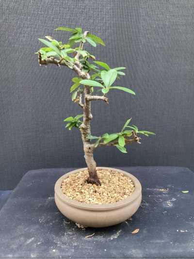 Pyracantha Laszlo