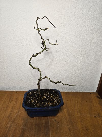 Eiche Stiel 004