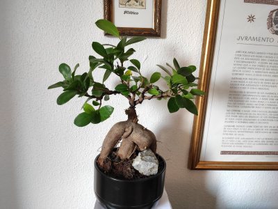 Ficus Laura