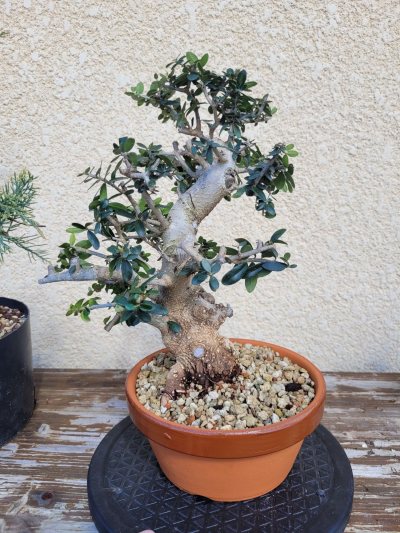 sylvestris