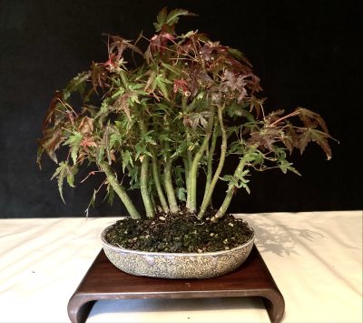 Shohin Forêt d’érables palmatum