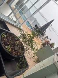 가지치기 - 26. 1. 15. - Photo 1/7
