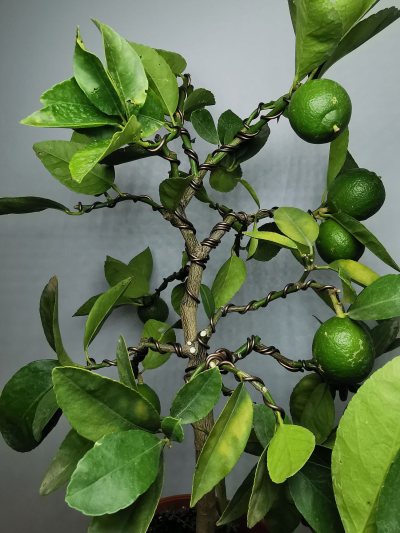 Citronnier vert