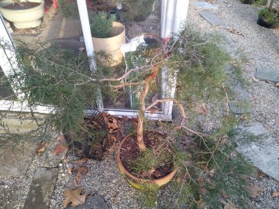 Eastern Red Cedar, down curved trunk Yamadory