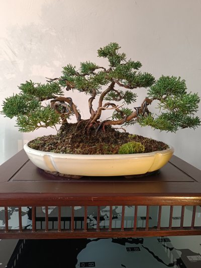 Juniperus chinensis Sargentii 090