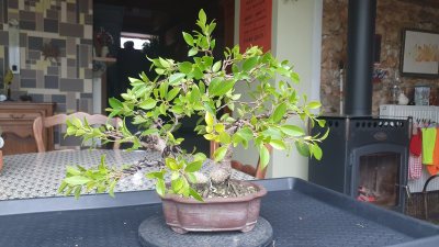 Ficus