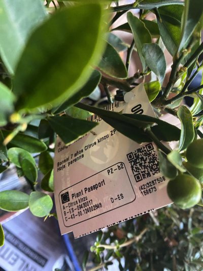 Citrus Kinzu