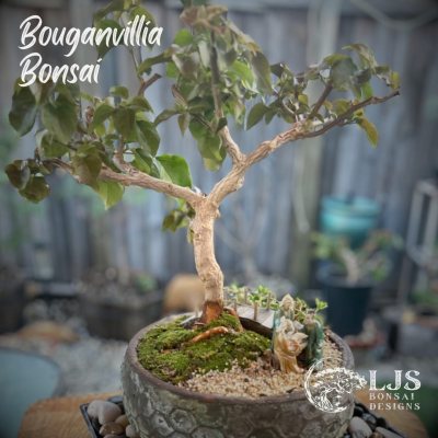 Bougee(24B)